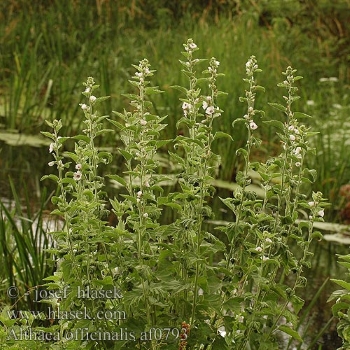 Althaea officinalis (marshmallow)